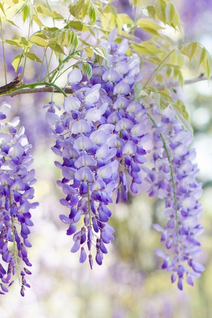 Celestial Whimsy Exquisite Flower Medley